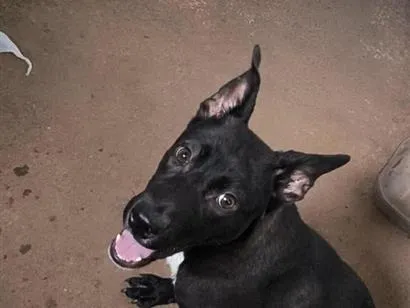 Cachorro raça SRD-ViraLata idade 1 ano nome Aquira