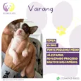 Varang