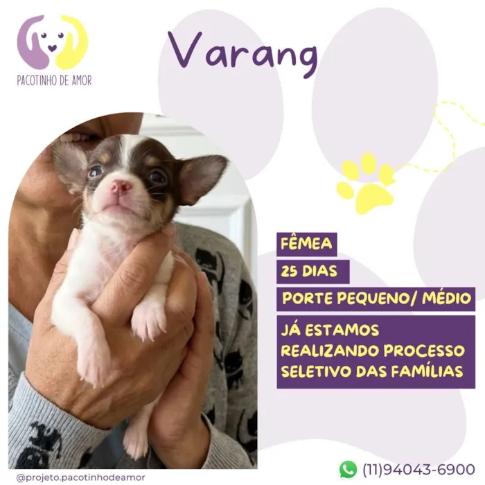 Cachorro raça SRD-ViraLata idade Abaixo de 2 meses nome Varang