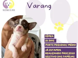 Cachorro raça SRD-ViraLata idade Abaixo de 2 meses nome Varang