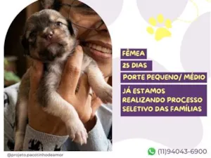 Cachorro raça SRD-ViraLata idade Abaixo de 2 meses nome Tsireya