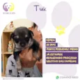 Tuk