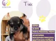 Tuk