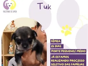 Cachorro raça SRD-ViraLata idade Abaixo de 2 meses nome Tuk