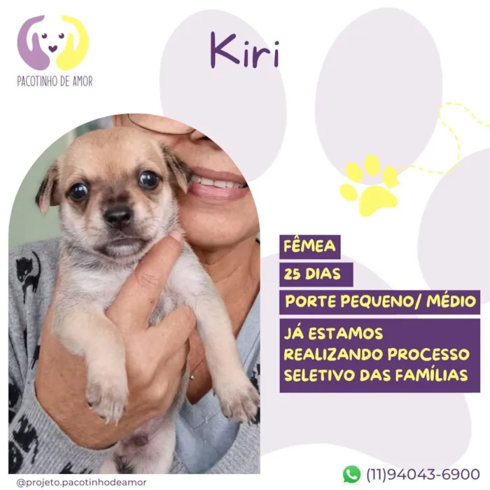 Cachorro raça SRD-ViraLata idade Abaixo de 2 meses nome Kiri