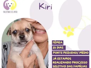 Cachorro raça SRD-ViraLata idade Abaixo de 2 meses nome Kiri