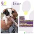Spider