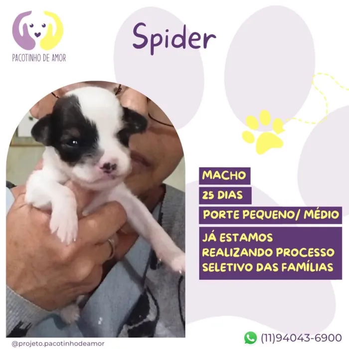 Cachorro raça SRD-ViraLata idade Abaixo de 2 meses nome Spider