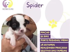 Cachorro raça SRD-ViraLata idade Abaixo de 2 meses nome Spider