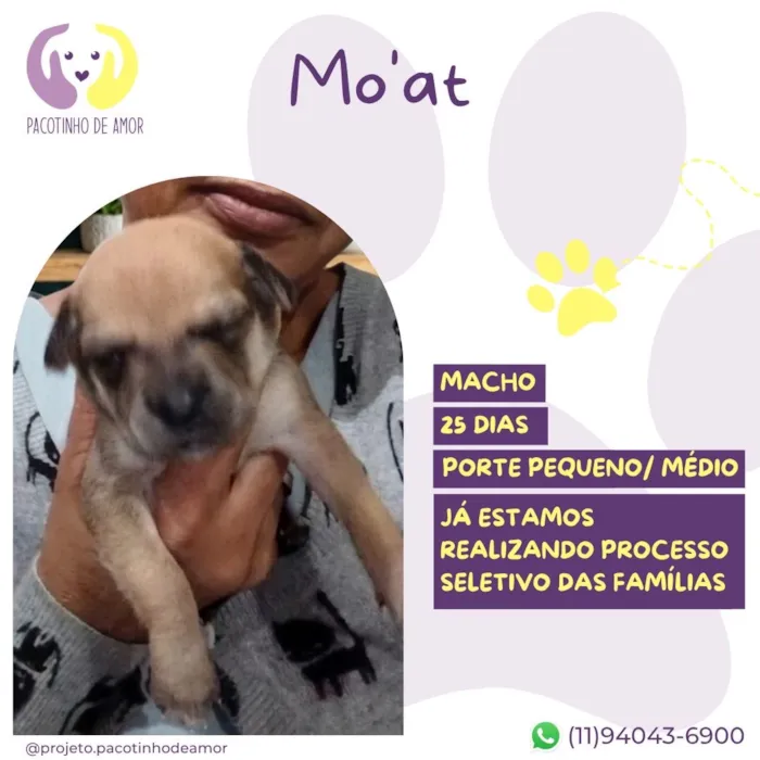 Cachorro raça SRD-ViraLata idade Abaixo de 2 meses nome Mo'at