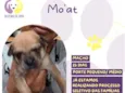 Mo