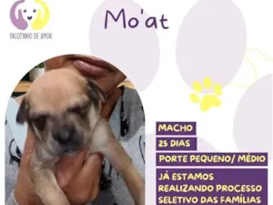 Cachorro raça SRD-ViraLata idade Abaixo de 2 meses nome Mo'at