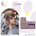 Lo
