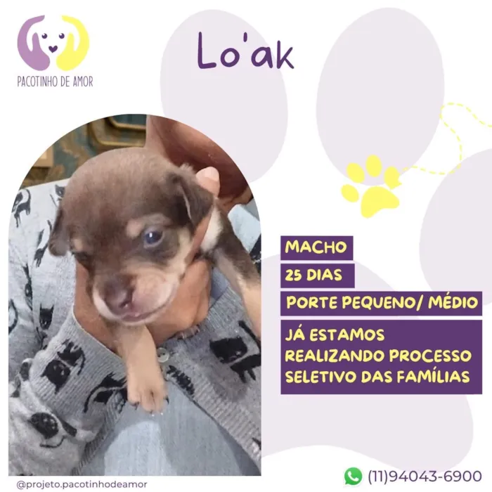 Cachorro raça SRD-ViraLata idade Abaixo de 2 meses nome Lo'ak