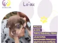 Lo