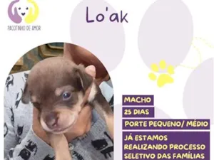 Cachorro raça SRD-ViraLata idade Abaixo de 2 meses nome Lo'ak