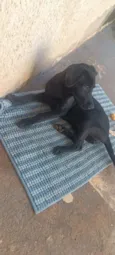 pantera