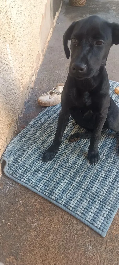 Cachorro raça SRD-ViraLata idade 7 a 11 meses nome pantera 