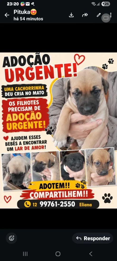 Cachorro raça SRD-ViraLata idade 2 a 6 meses nome varios