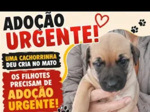 Cachorro raça SRD-ViraLata idade 2 a 6 meses nome varios