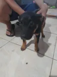 pantera
