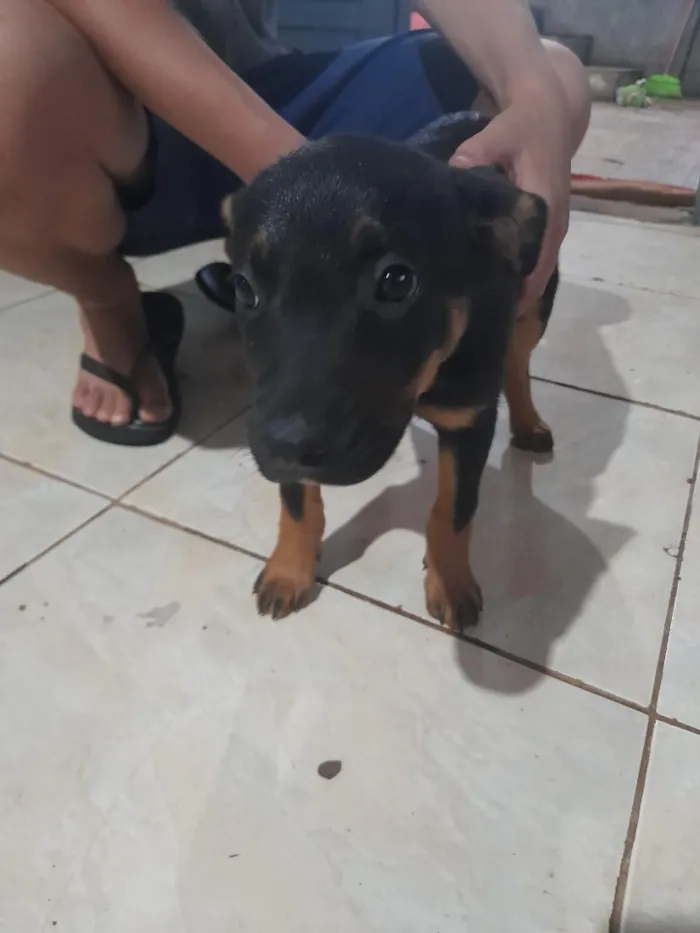 Cachorro raça SRD-ViraLata idade 2 anos nome pantera