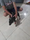 pantera
