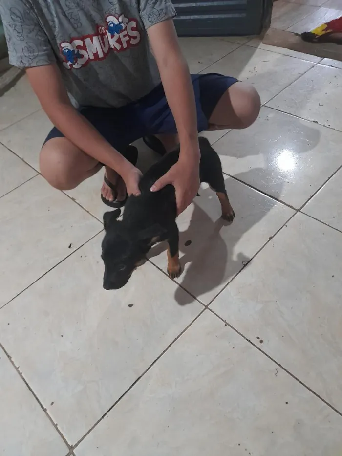 Cachorro raça SRD-ViraLata idade 2 anos nome pantera