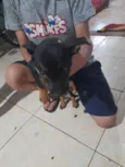 pantera