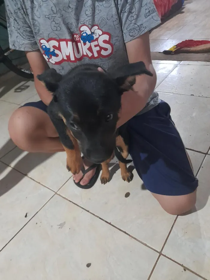 Cachorro raça SRD-ViraLata idade 2 anos nome pantera