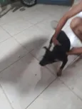 pantera