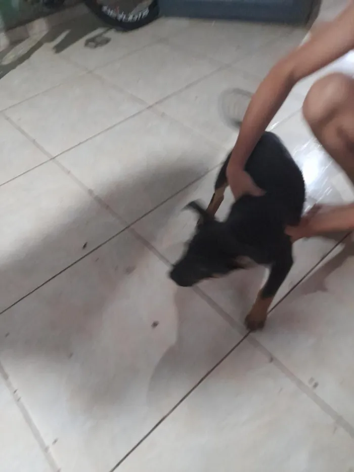 Cachorro raça SRD-ViraLata idade 2 anos nome pantera