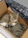 Paçoquita/ Kita