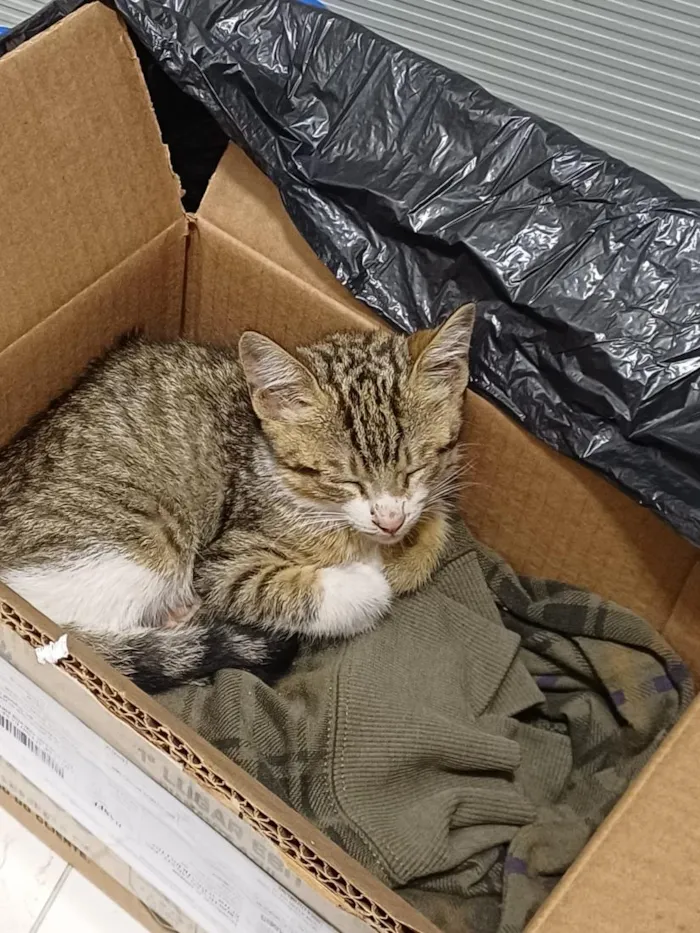 Gato raça SRD-ViraLata idade Abaixo de 2 meses nome Paçoquita/ Kita