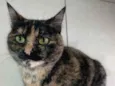 Bibi