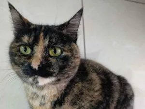 Gato raça SRD-ViraLata idade 2 anos nome Bibi