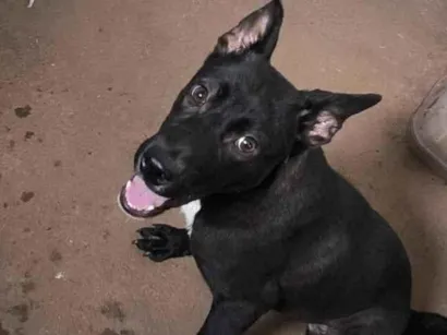 Cachorro raça SRD-ViraLata idade 1 ano nome Aquira
