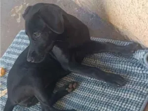 Cachorro raça SRD-ViraLata idade 7 a 11 meses nome pantera 