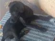 pantera