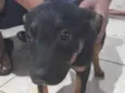 pantera