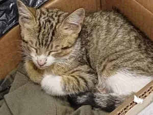 Gato raça SRD-ViraLata idade Abaixo de 2 meses nome Paçoquita/ Kita