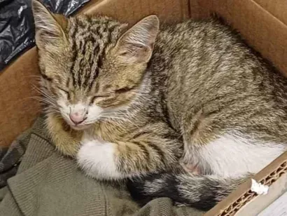 Gato raça SRD-ViraLata idade Abaixo de 2 meses nome Paçoquita/ Kita