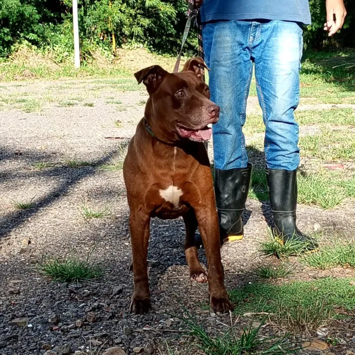 Cachorro raça SRD-ViraLata idade  nome Bob