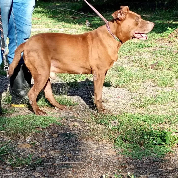 Cachorro raça SRD-ViraLata idade  nome Bob