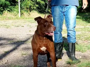 Cachorro raça SRD-ViraLata idade  nome Bob