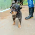 Fiapo