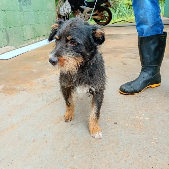 Cachorro raça SRD-ViraLata idade  nome Fiapo