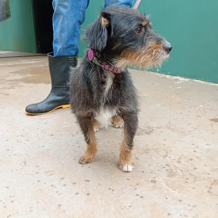 Cachorro raça SRD-ViraLata idade  nome Fiapo