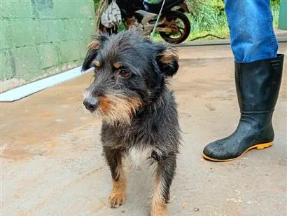 Cachorro raça SRD-ViraLata idade  nome Fiapo