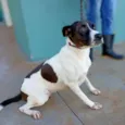 Suzi